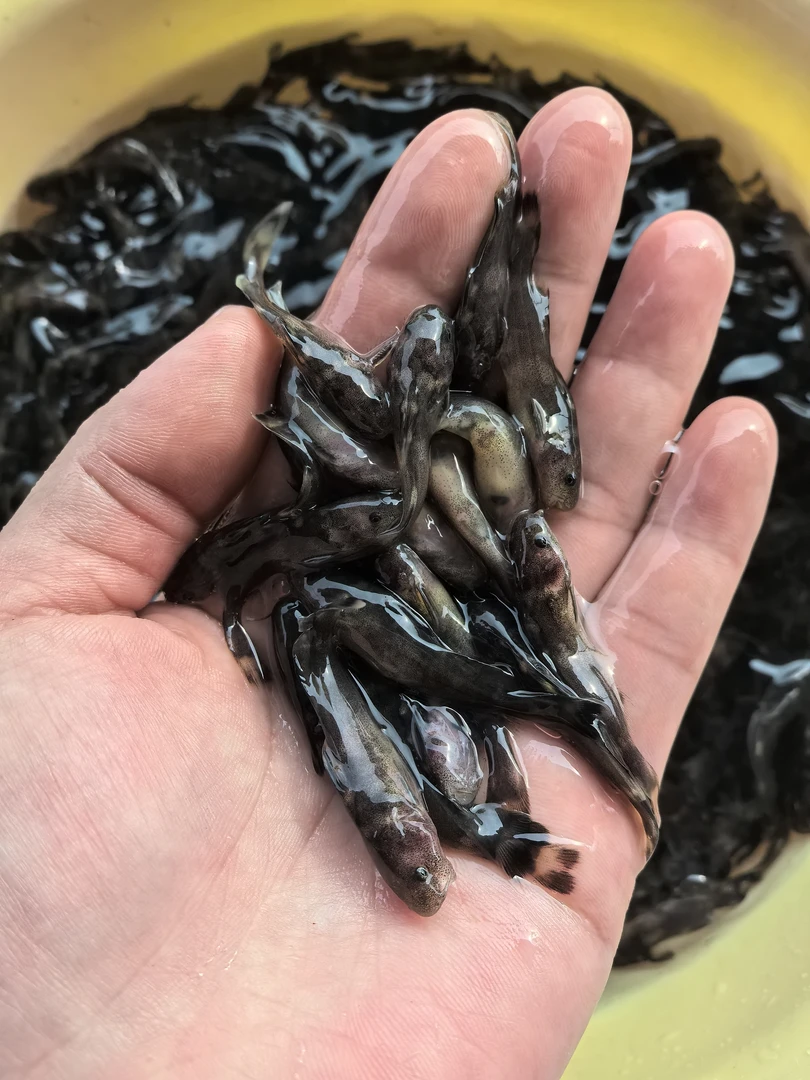 重庆牛尾巴 活体水族