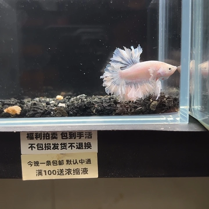 斗鱼竞拍跑单拉黑18日151