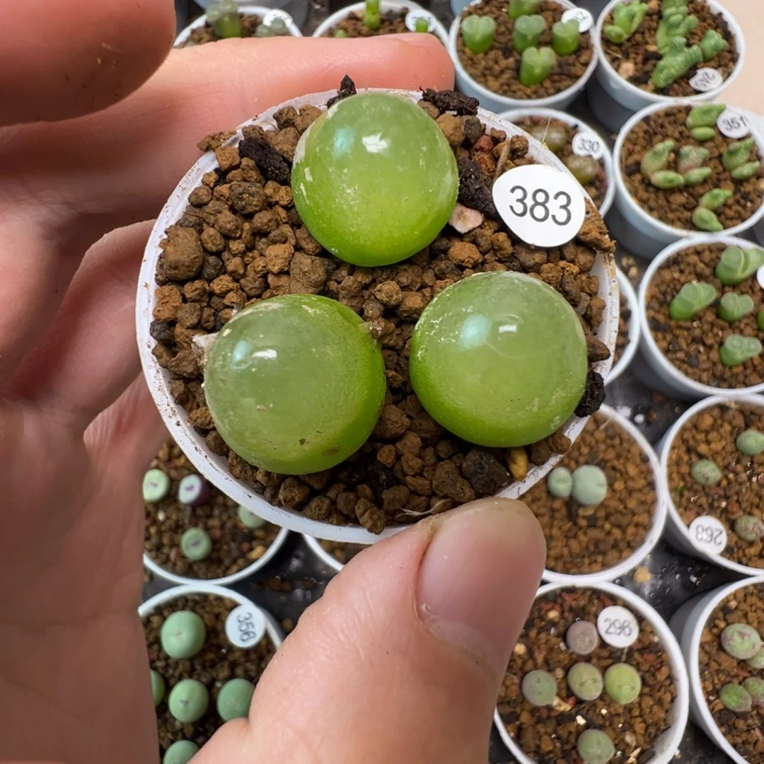 灯泡一颗脱土3830000