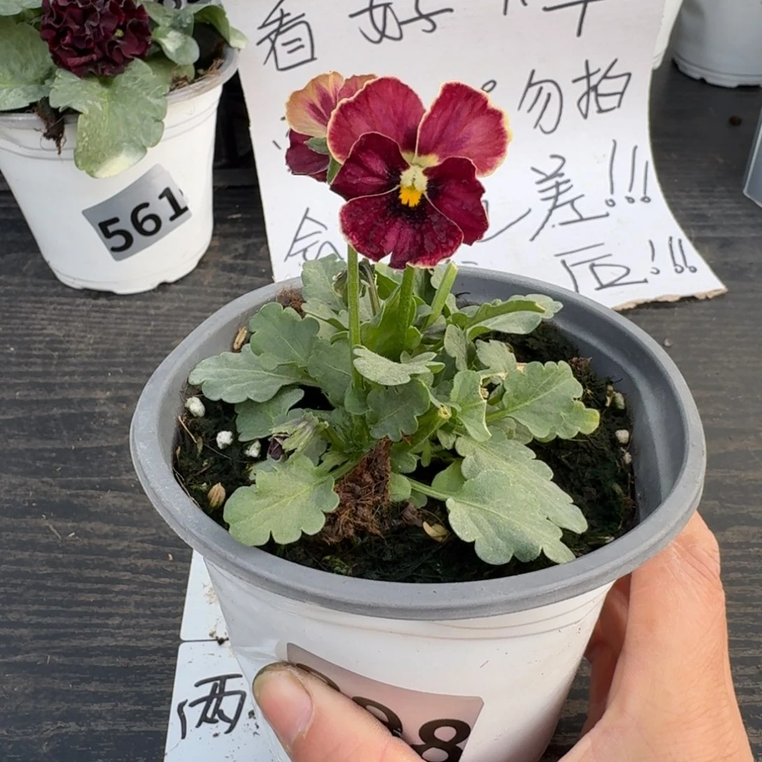 全部花朵898号心跳