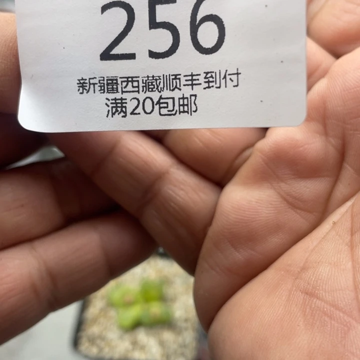 在****愈佳人园艺 上福利啦自愈256