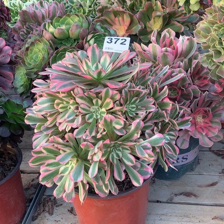 372粉铜壶多肉法师