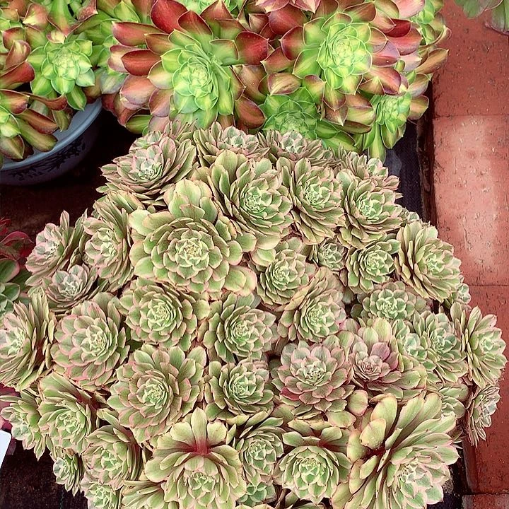 摘心朵朵粉黛，多肉植物