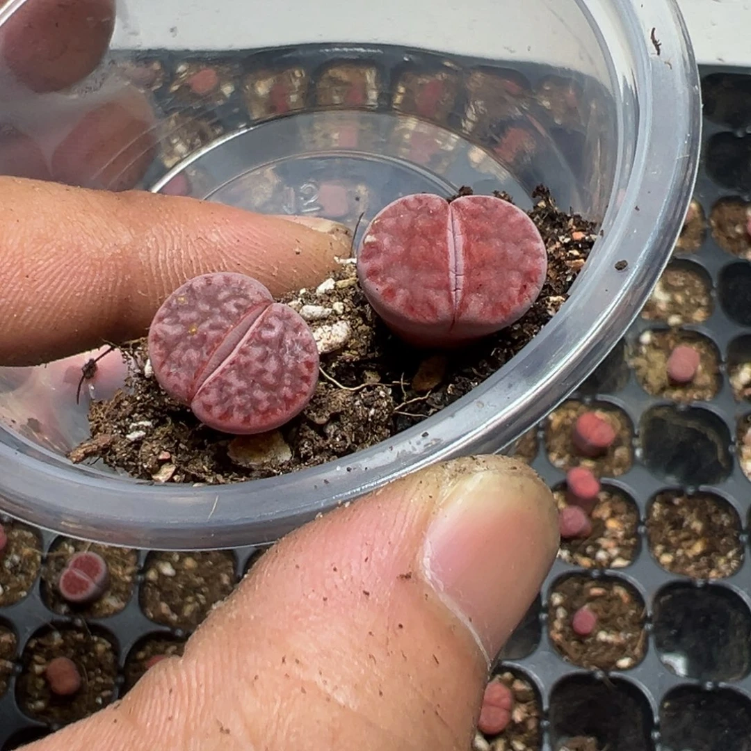 【闪购商品】2*_ 1013。