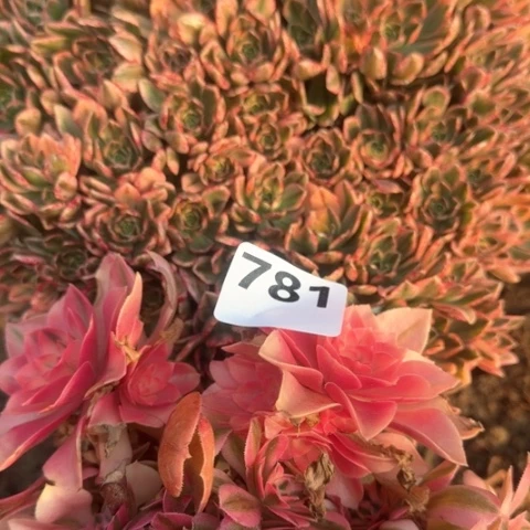 法师甜茶香妃有砍18-20