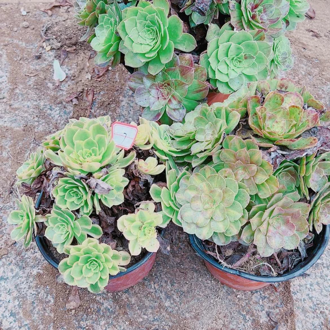 【闪购商品】无花朵用****87号套餐3颗多肉植物无售后