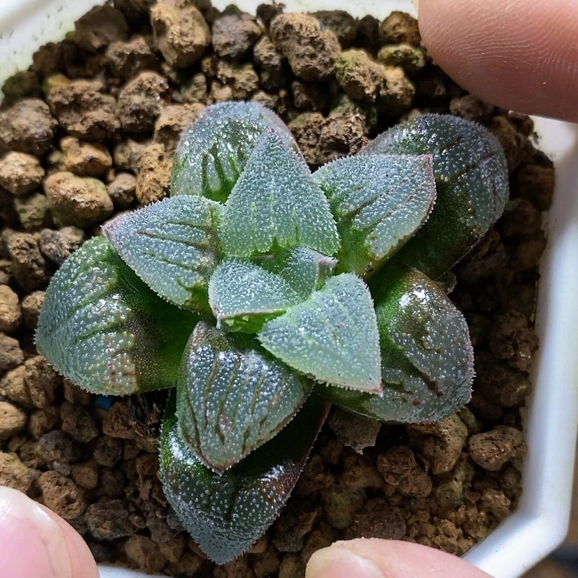 【闪购商品】29实生