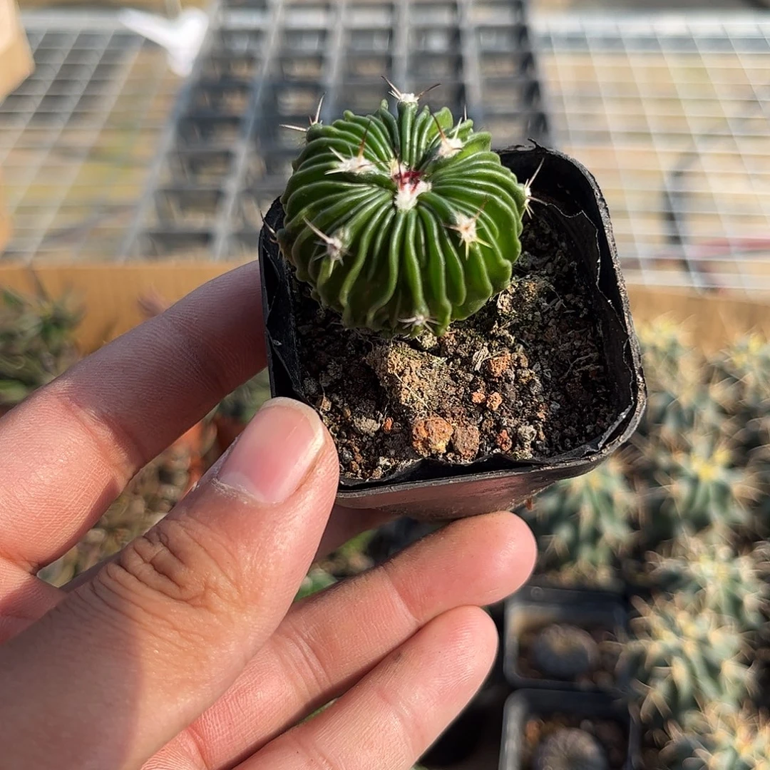 辛巴克单头发货单头发