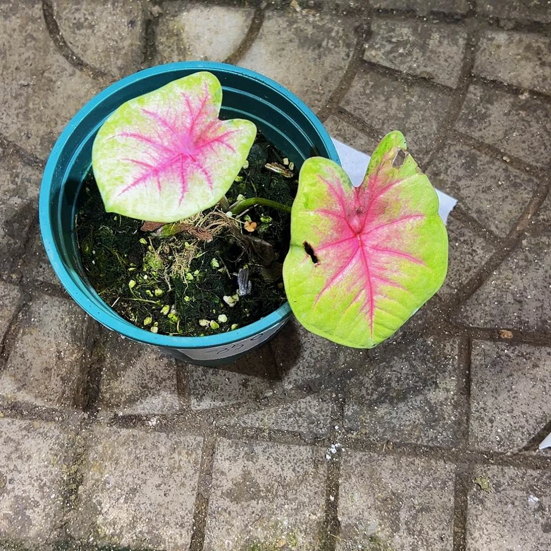 呆***呆完全开放8505泰彩