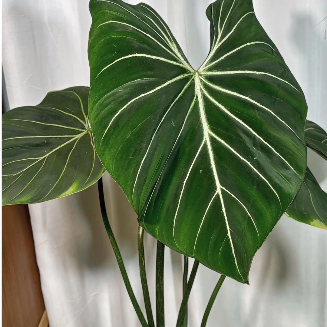 银脉箭叶海芋明脉蔓绿绒黄金火之戒蔓绿绒等热带雨林网红植物合集