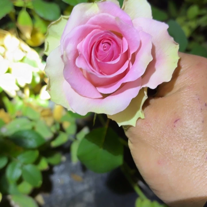 无花朵装备一加仑