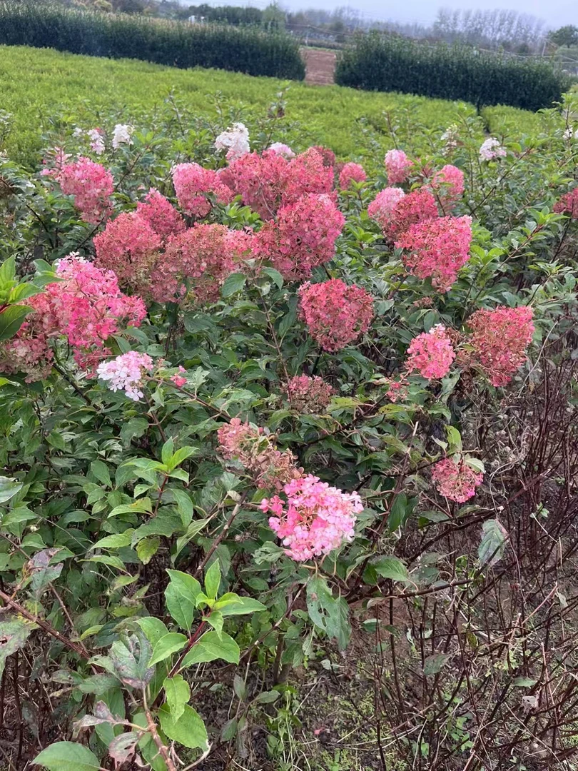 圆锥绣球花苗香草草莓棒棒糖庭z院阳台盆栽木绣球耐寒耐热花卉