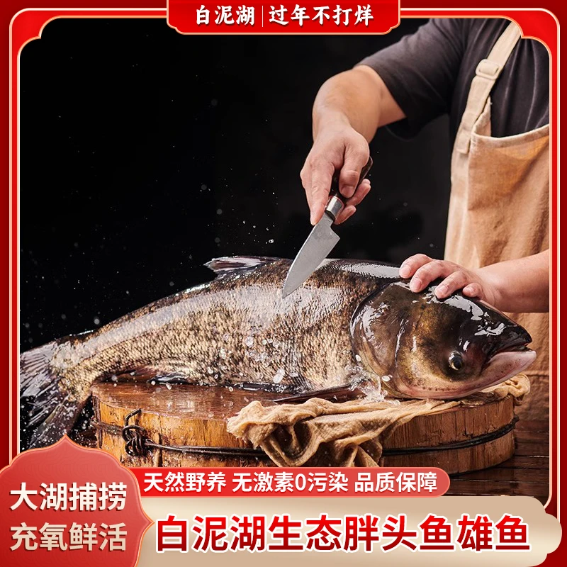 【充氧鲜活鱼】雄鱼2.7斤 现捕现捞白泥湖雄鱼整条