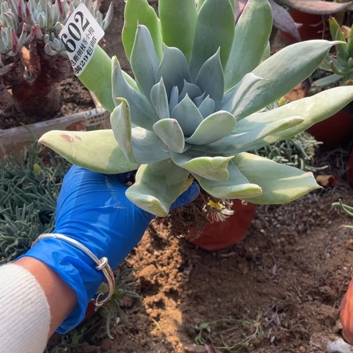 602号雪山多肉植物