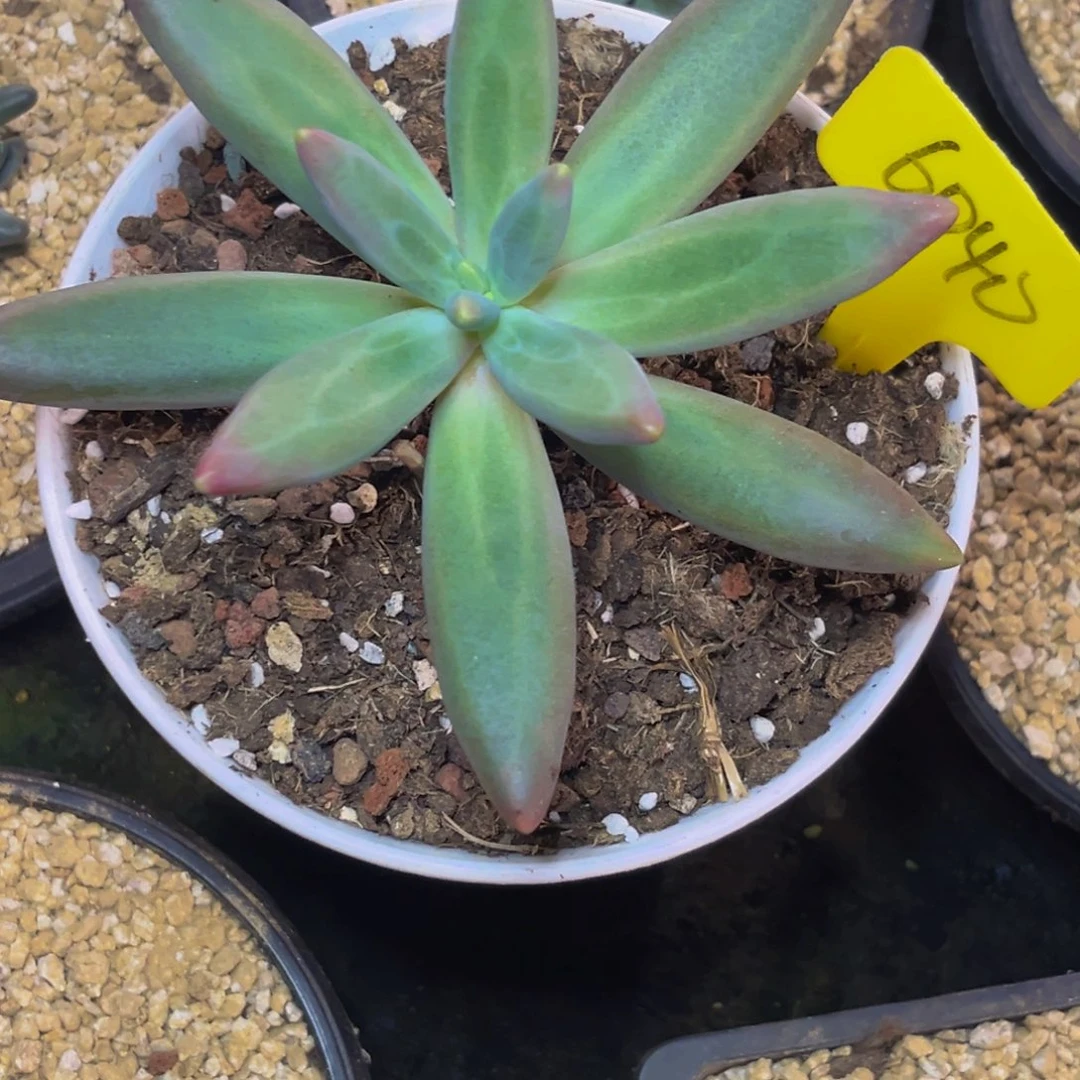 6040下午多肉植物群生