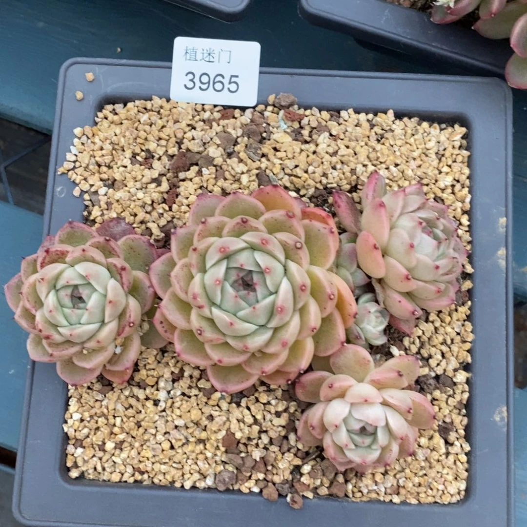 别****你杂交精品多肉3965