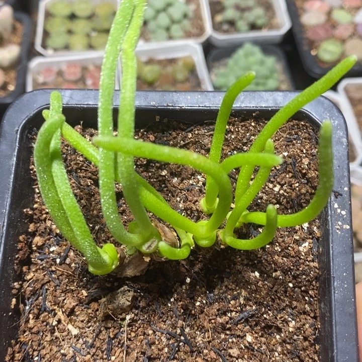 优选漂亮兔子特价