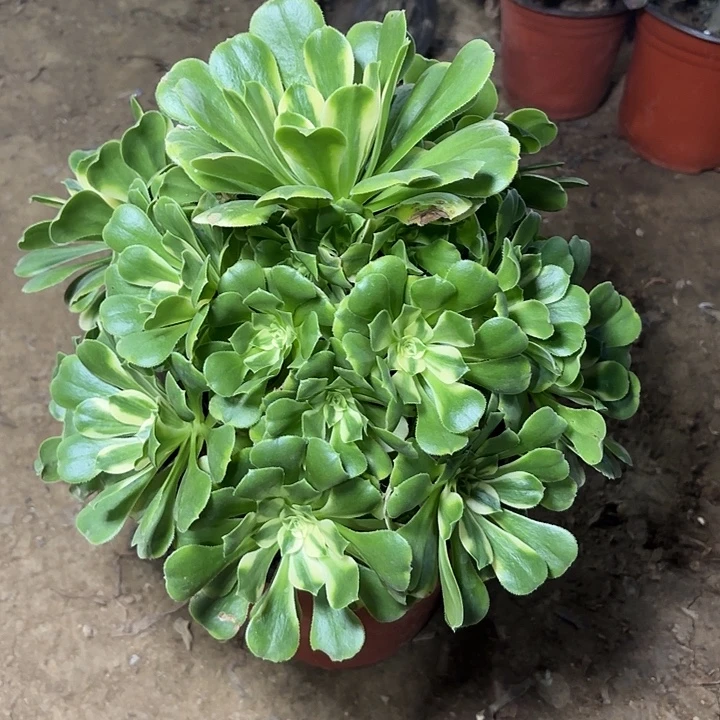 多肉植物法师辛尼亚9