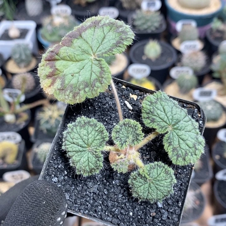 实生圆叶洋葵214号1.5cm