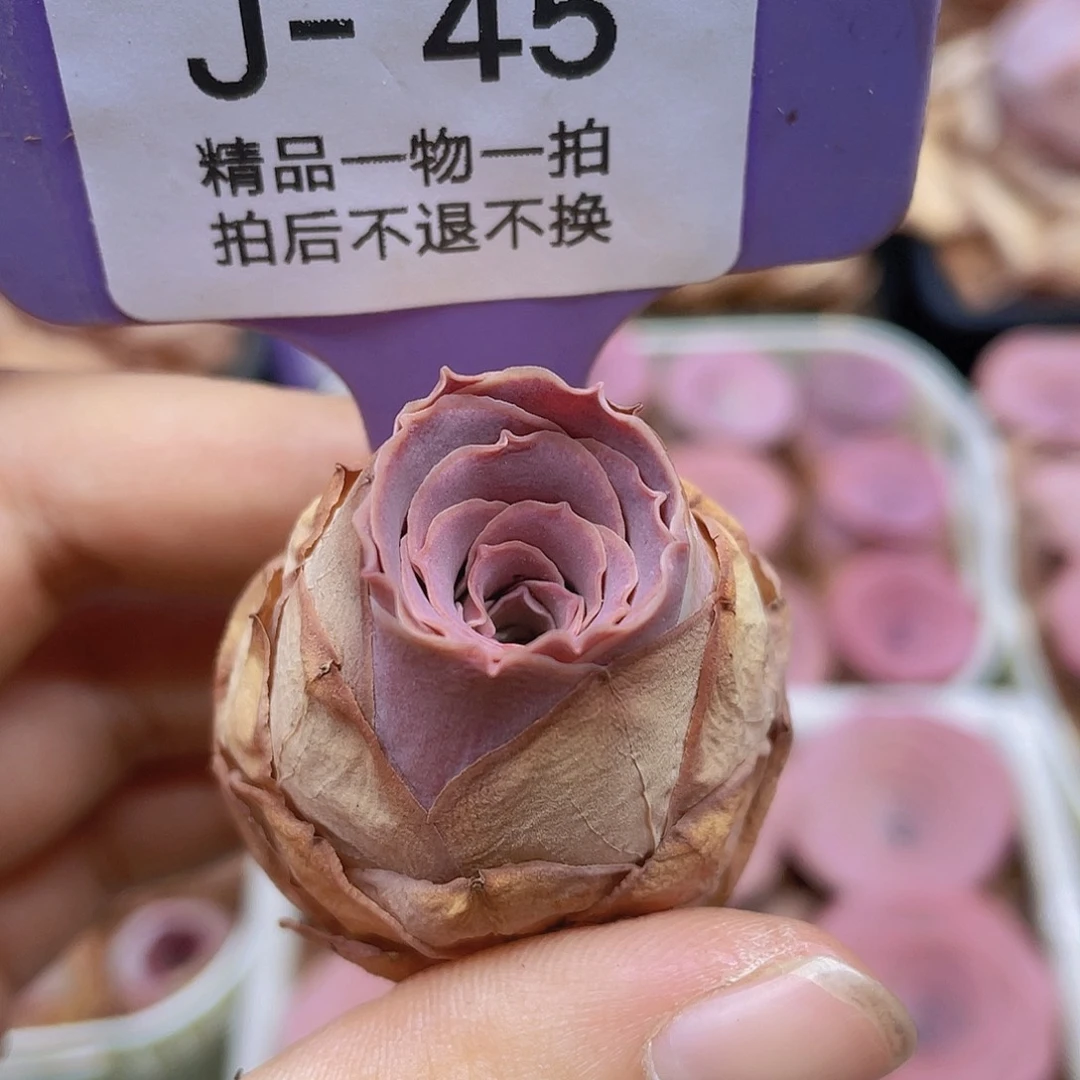 山地玫瑰J45满38包邮裸根发货