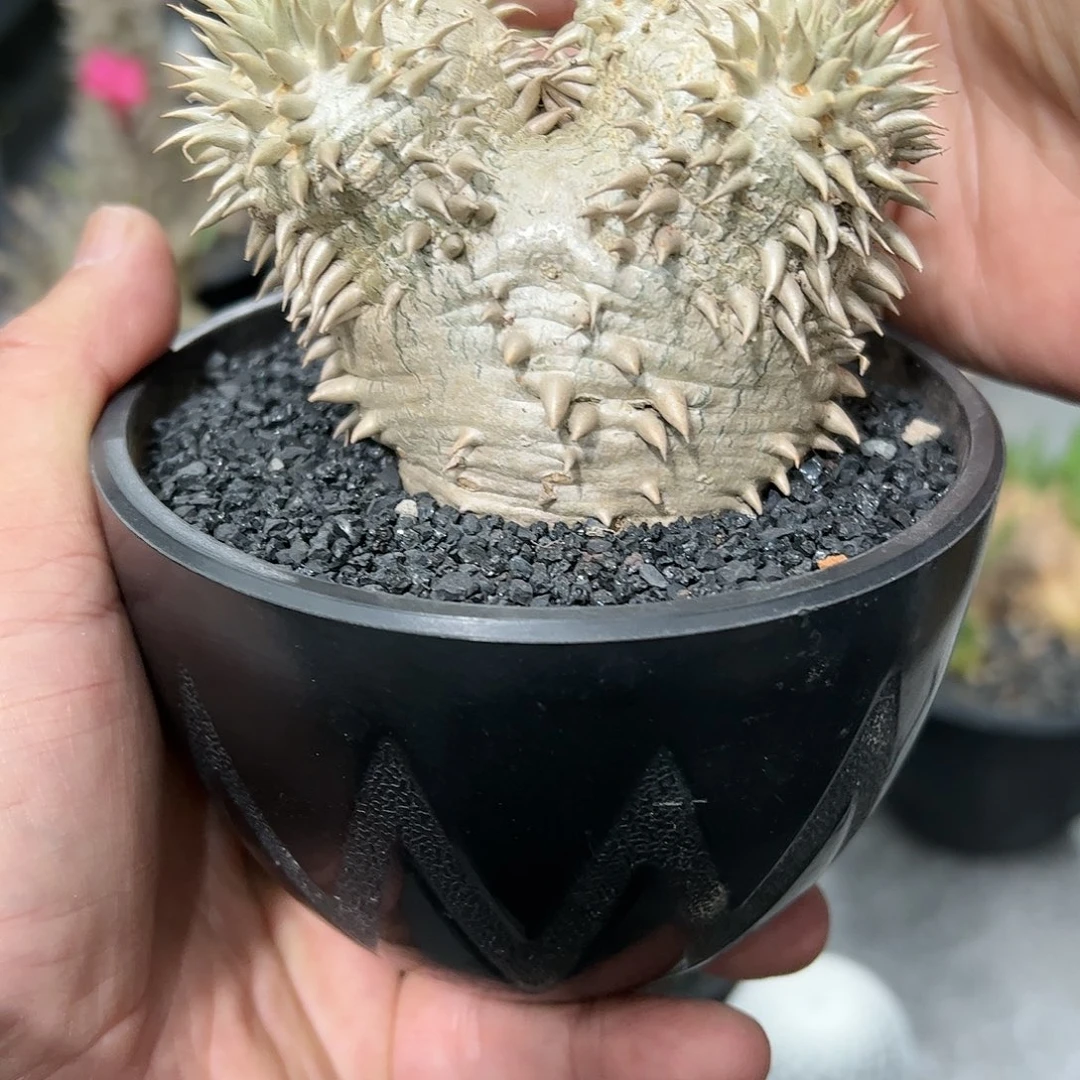 惠比大黑特价8888888