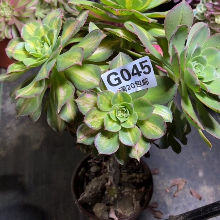 瑞妈一物一拍045