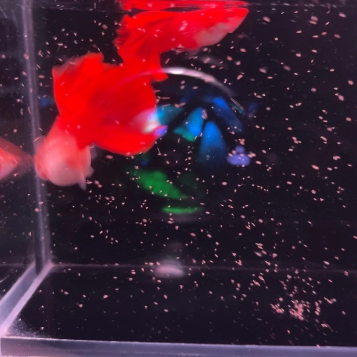 孔雀鱼大背血红1对