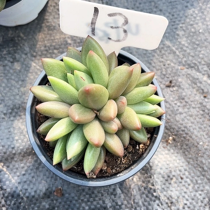 玲***6我是你的小可爱啊我是你最