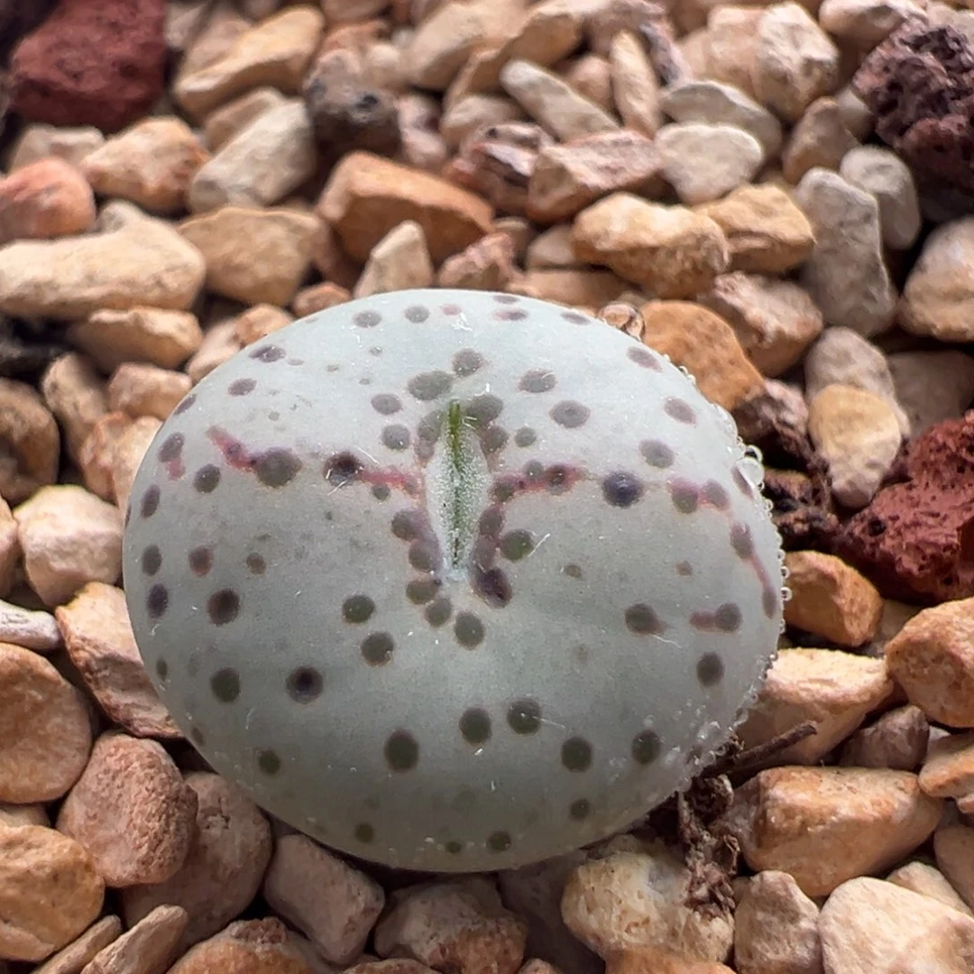 790。优选火龙果安贞