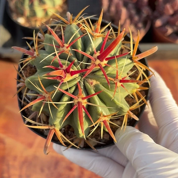 宽刺日出仙人球123