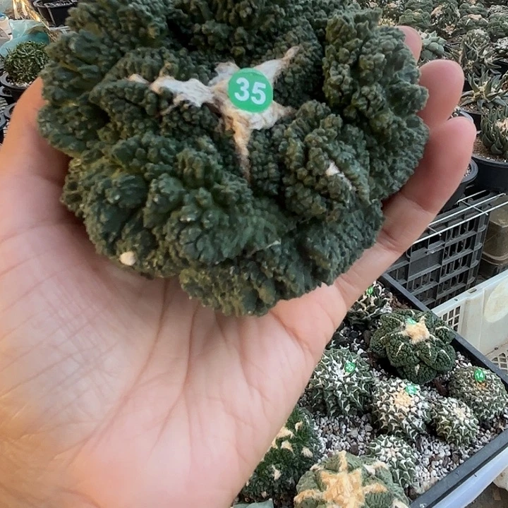 简***静苗接落地仙人球(有根)35