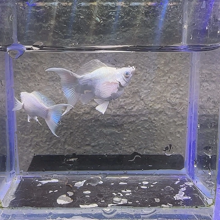 孔雀鱼瓷白钻眼玛丽。13号