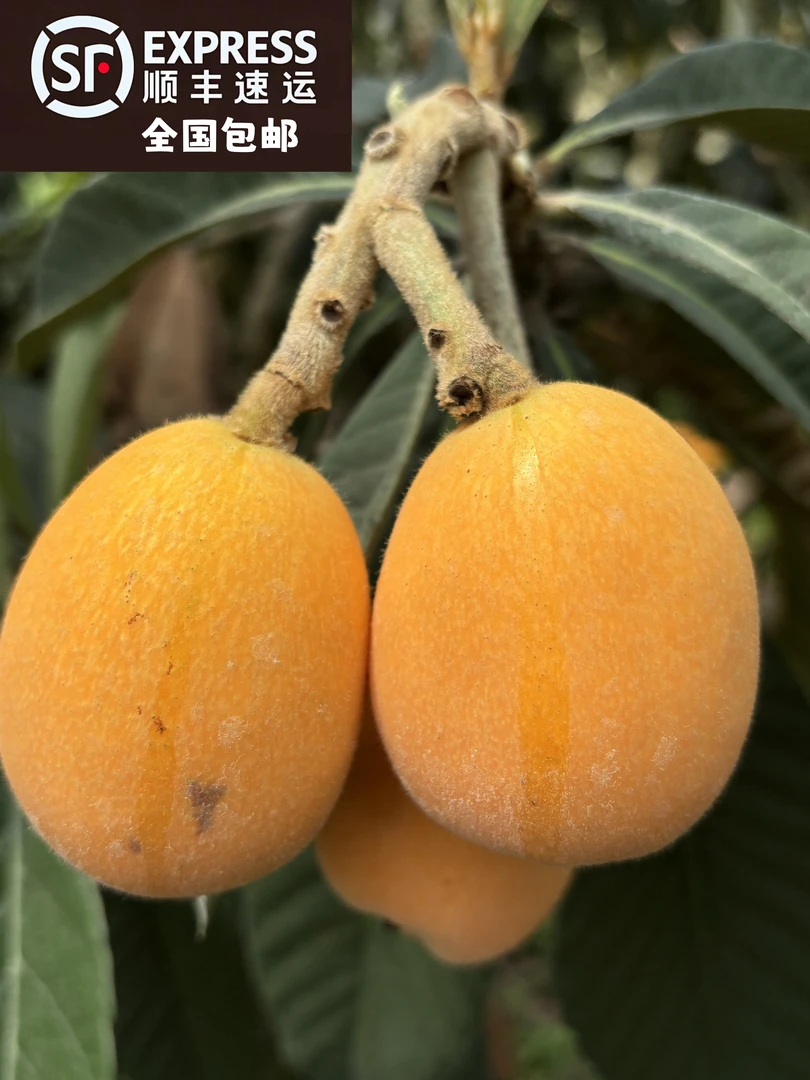 {顺丰包邮}露天大五星枇杷，树熟鲜果、现摘现发，果皮微瑕，口感巴适