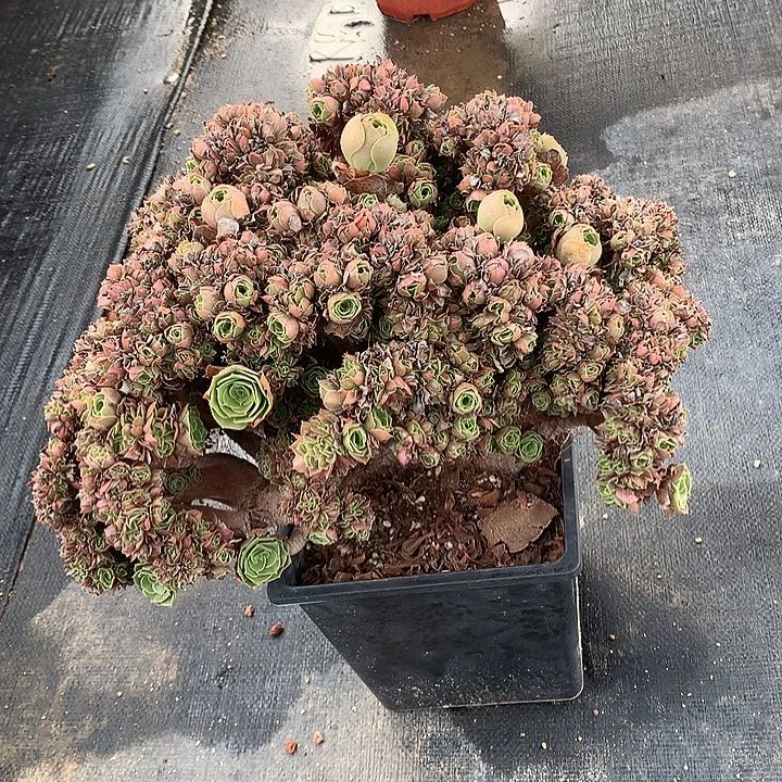 玫瑰朵朵脱土发货啊