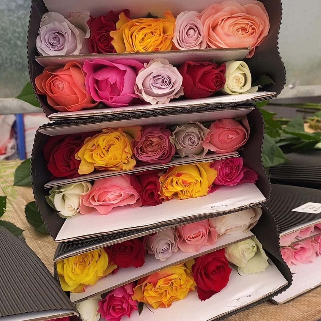 10支  单头混色60-65cm/不包邮