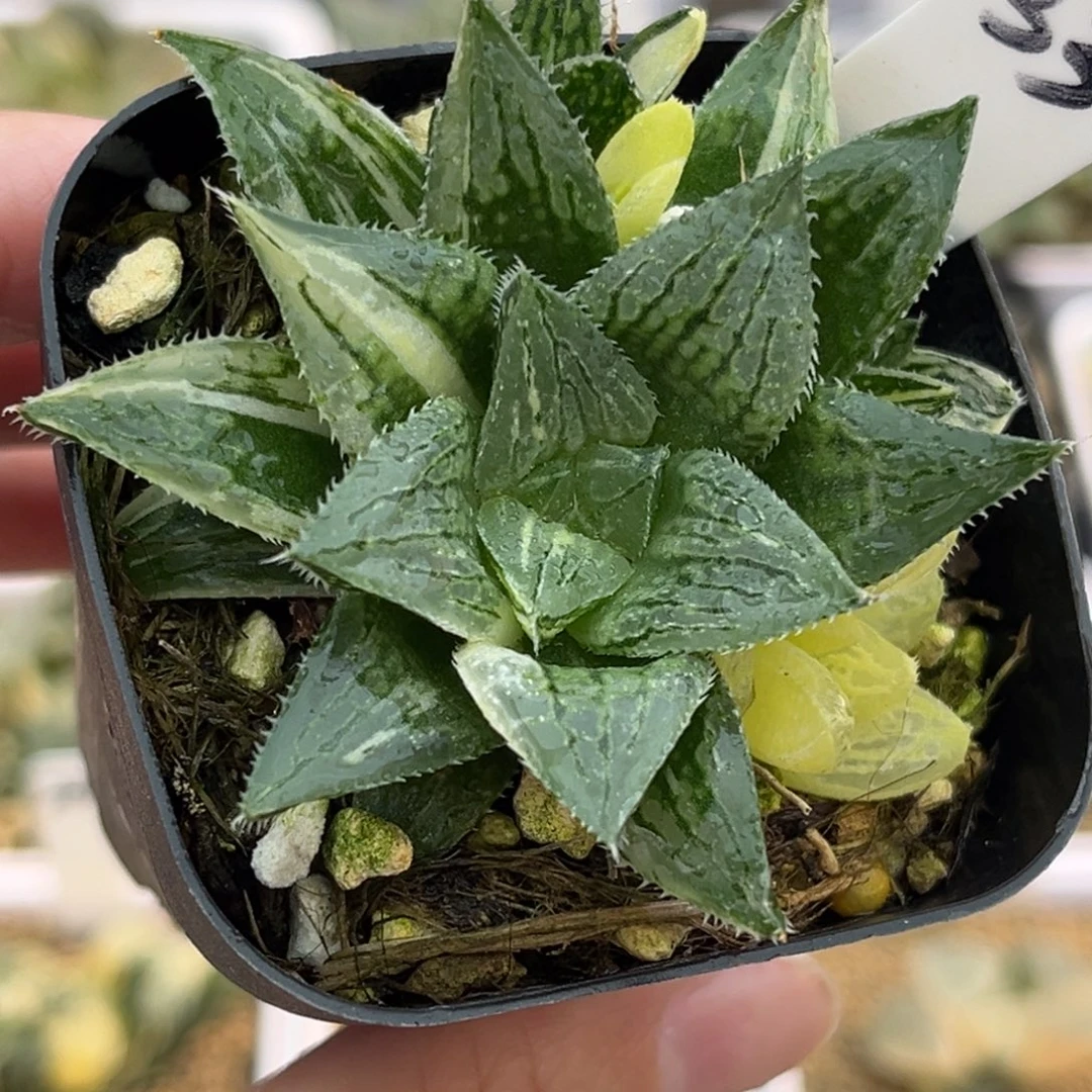 33实生寿锦福利专场