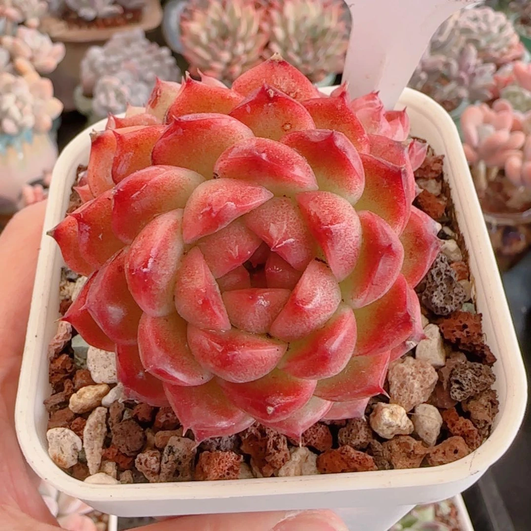 多肉植物8582…………