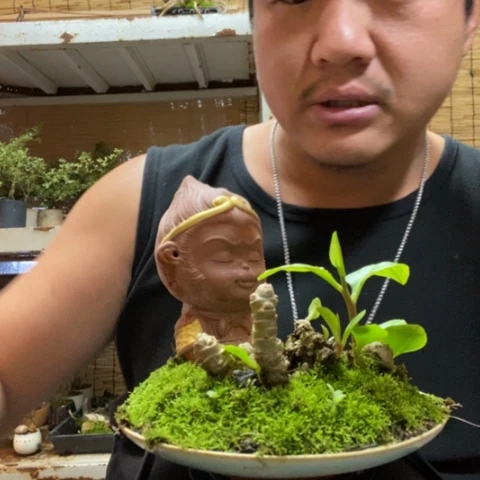 红陶一物一拍所见即所得217