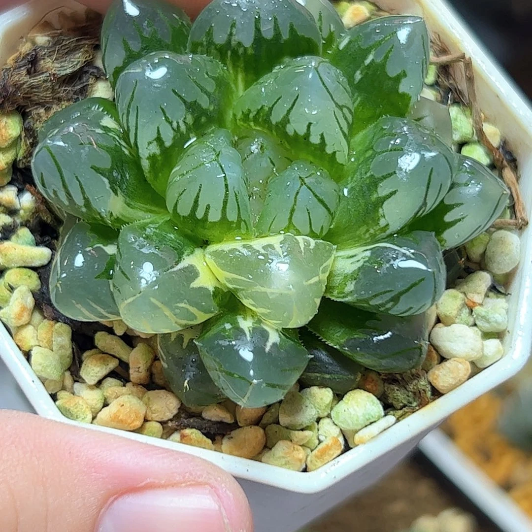 水中月锦十二卷多肉