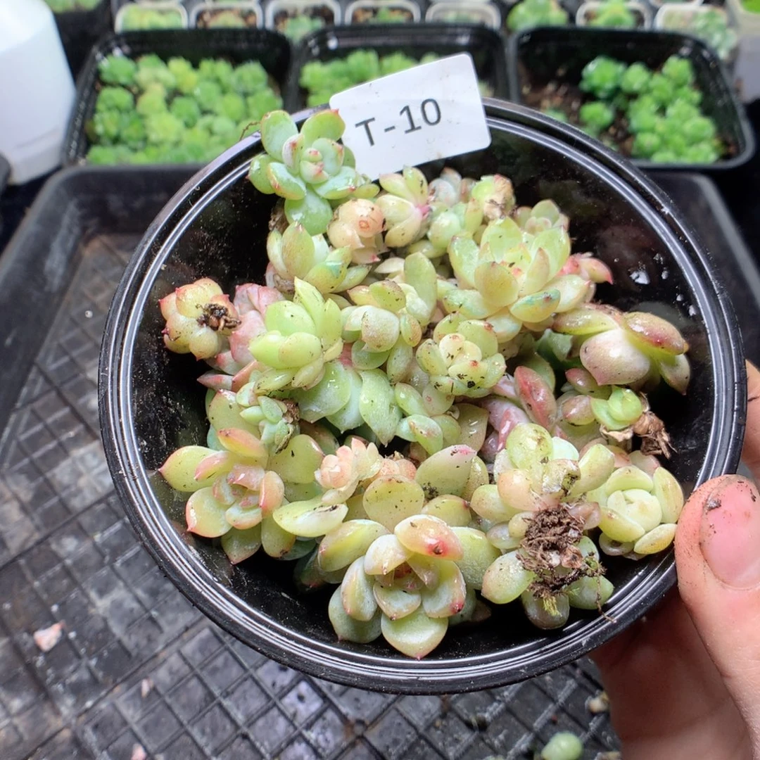 无花朵T10英语英语英语英语英语