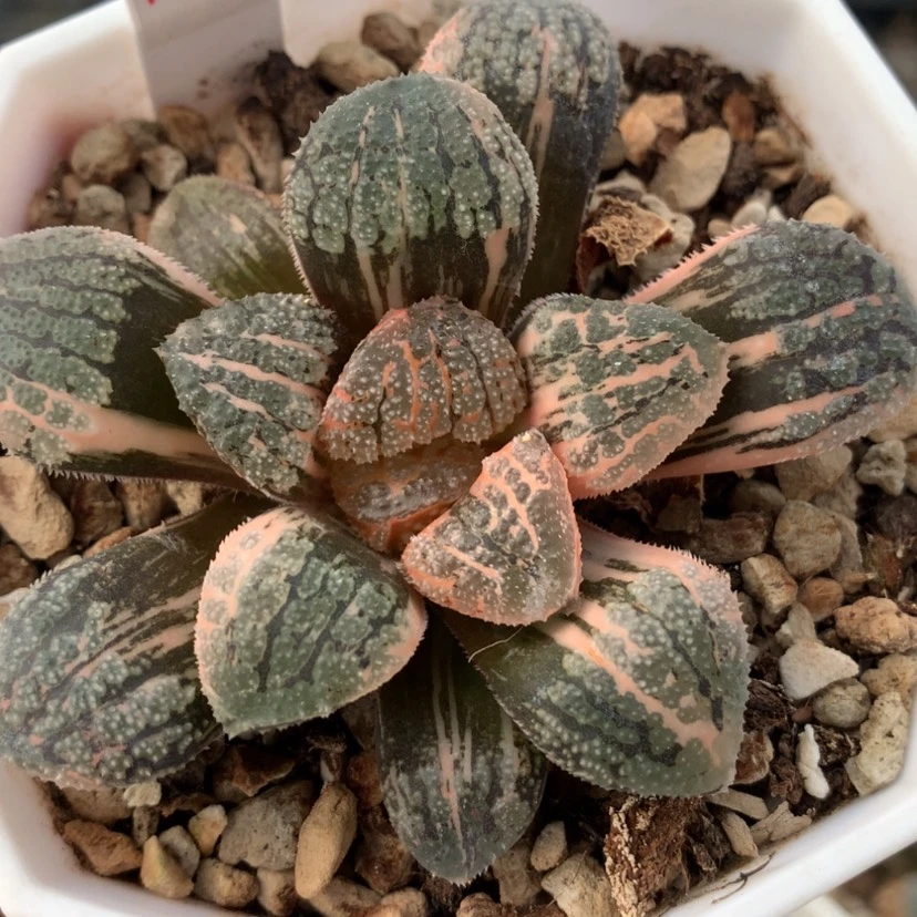 【闪购商品】708摩多