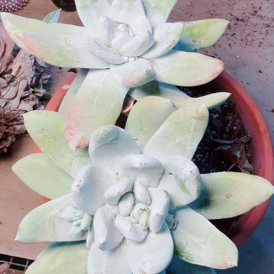 旧***丶9729拇指仙女杯多肉