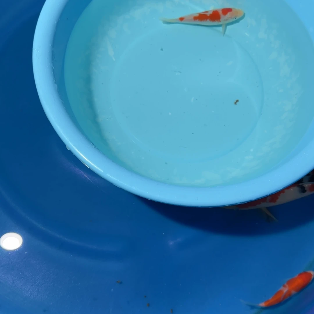 廷***好海水鱼顺丰云飞多腿少补