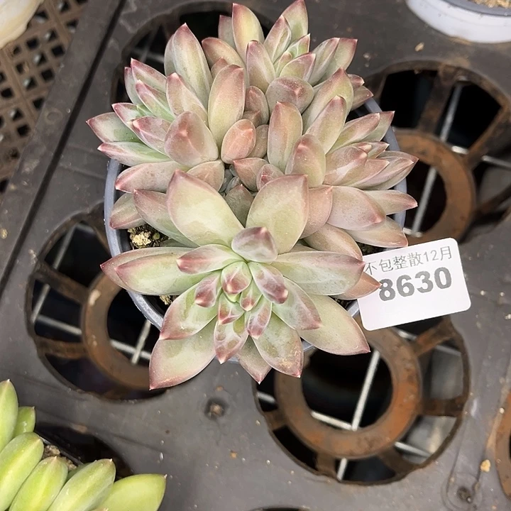 阿雅园艺。        8630三色美人