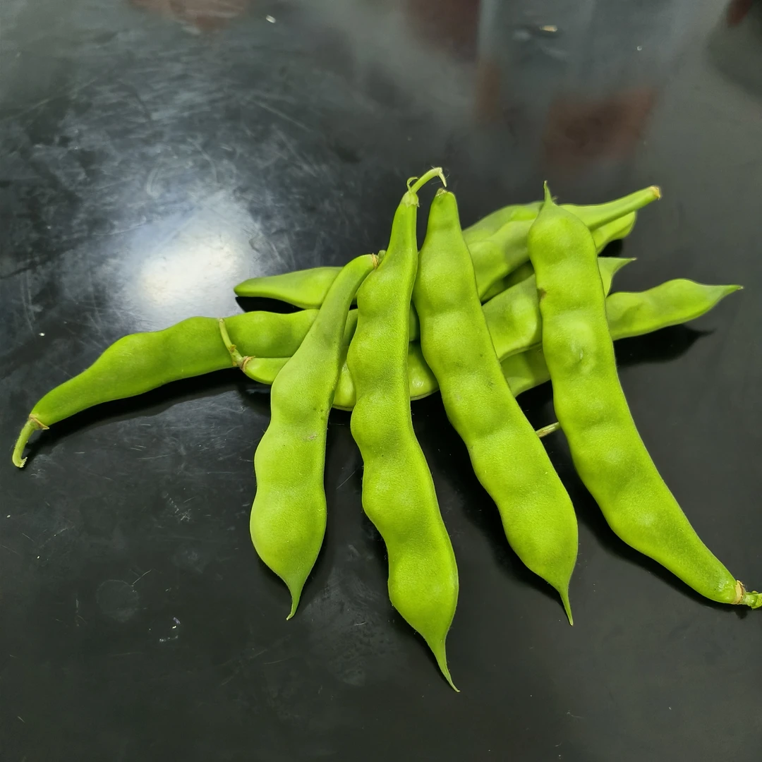 东北几豆角老品种嘎啦豆鼓豆不柴无筋易炖