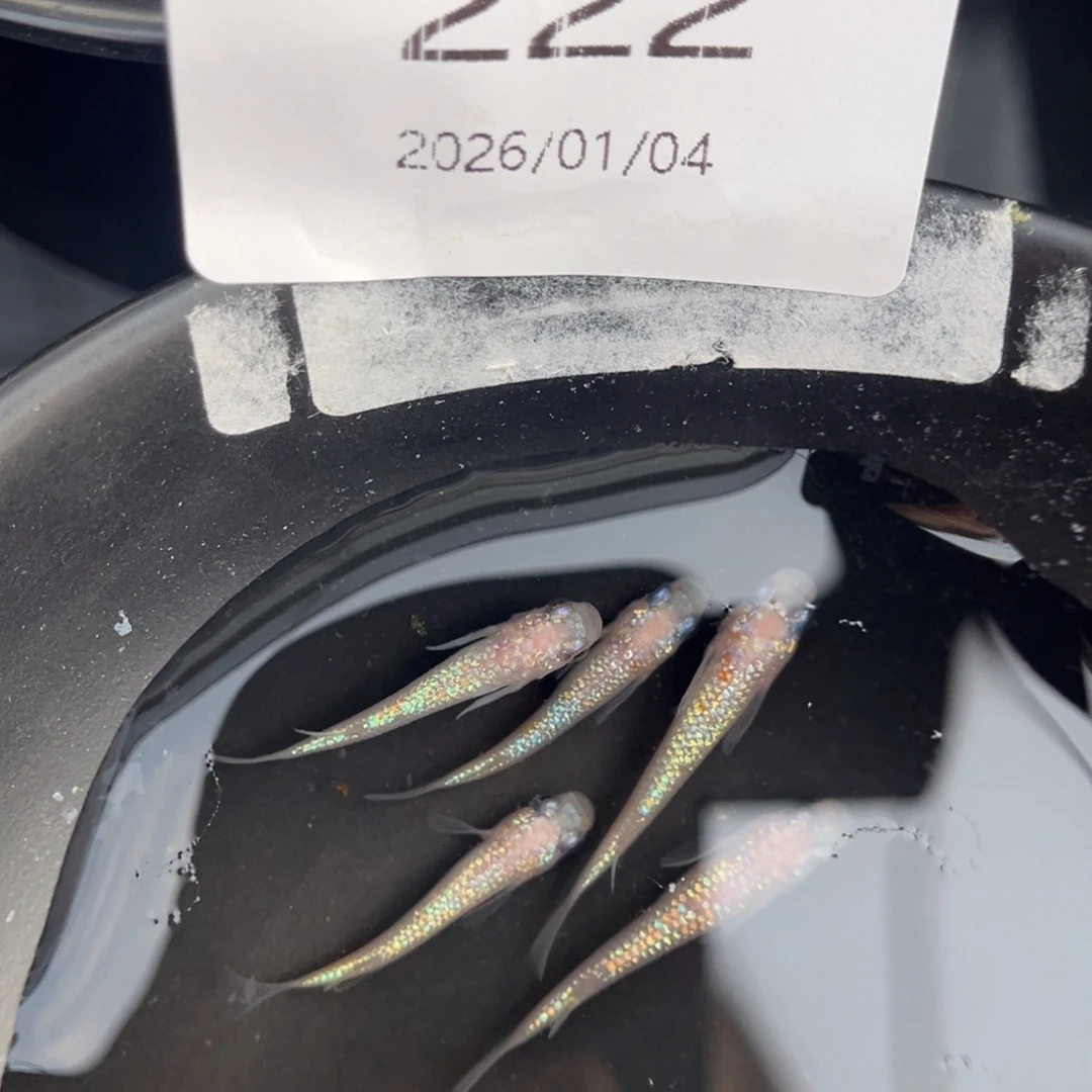 青鳉鱼222王华海王星五尾