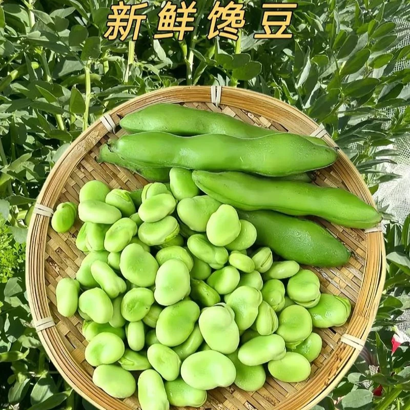 保山农家新鲜蚕豆