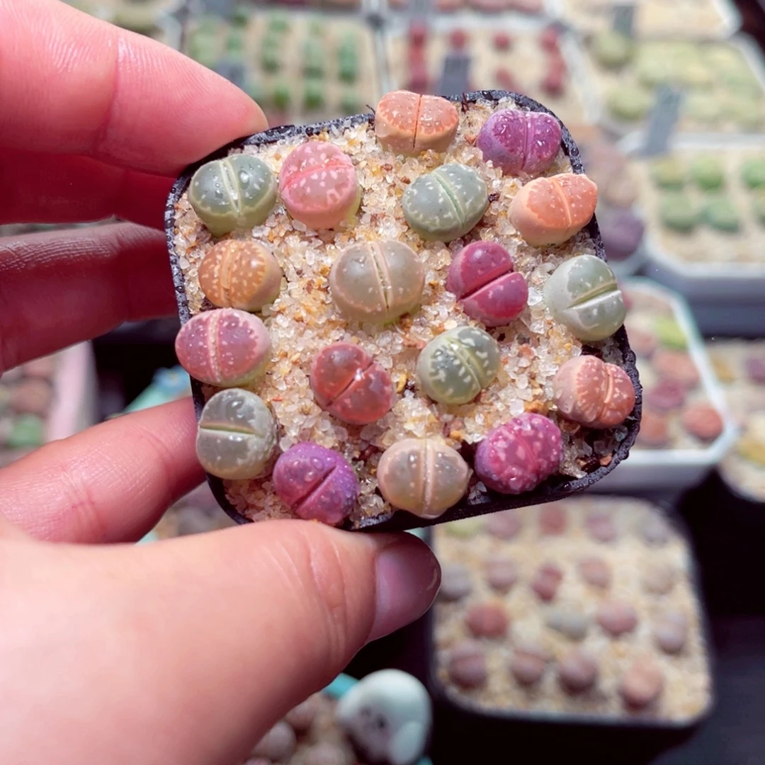 406号带盆包邮发货