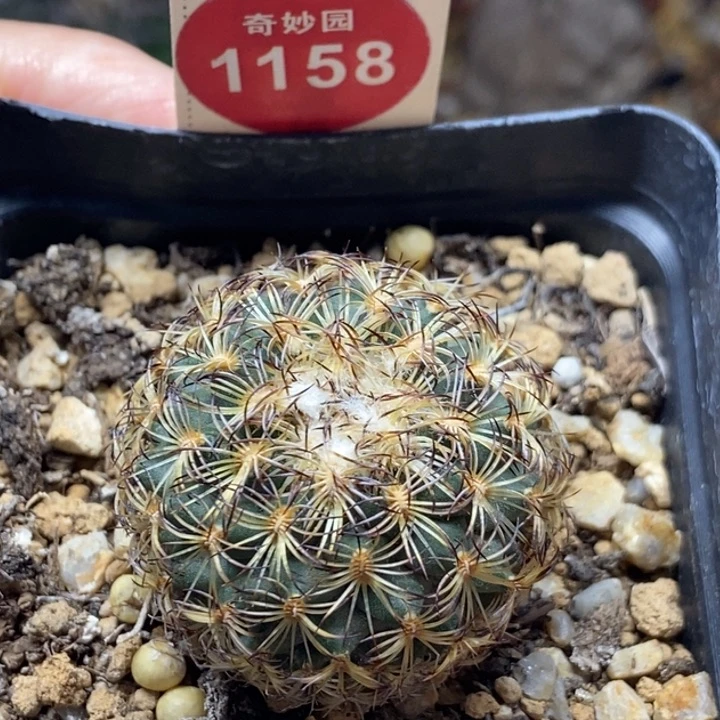 实生伊莎贝拉娇丽3.3cm