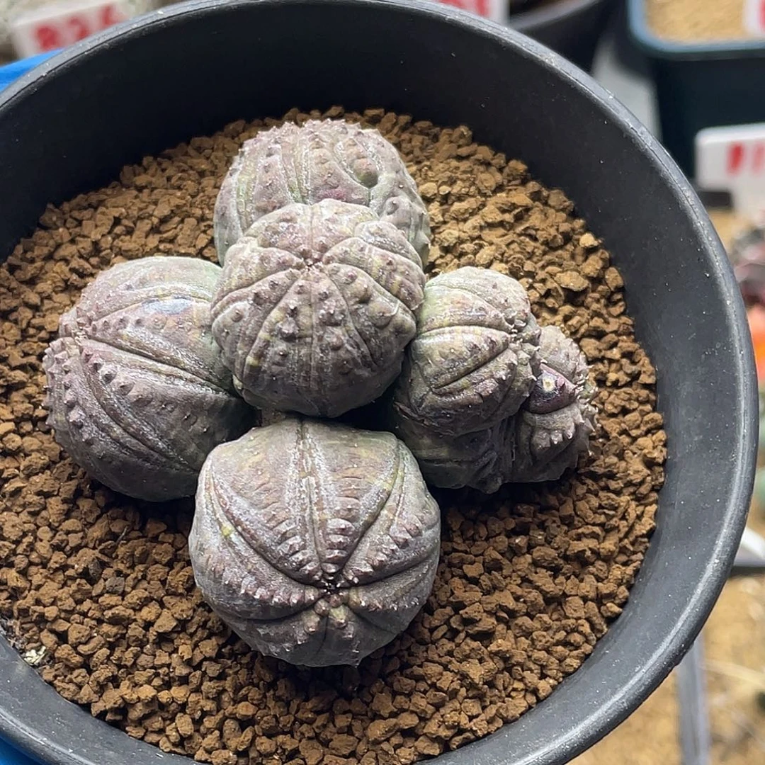 布纹球缀化群仙人球多肉